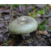 Мицелий Сыроежки зеленой (Russula aeruginea)